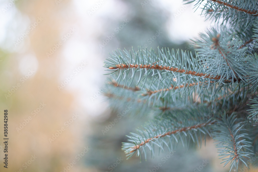 Close up of a blue spruce branch on blurry background Close up of a blue spruce branch on blurry background