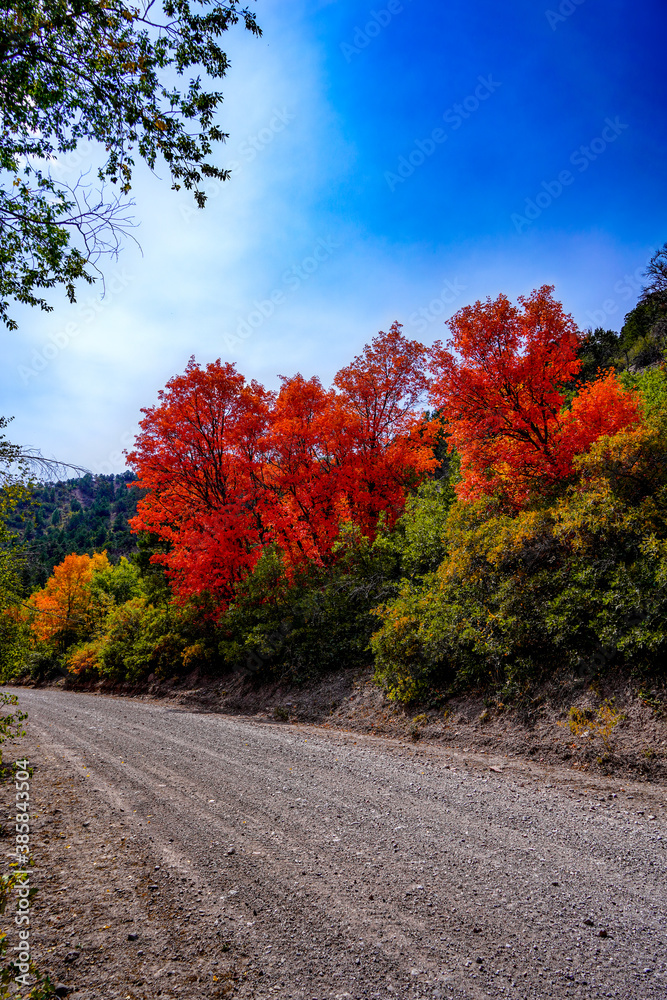 Colorful Fall Trees In Utah Colorful Fall Trees In Utah