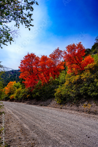 Colorful Fall Trees In Utah