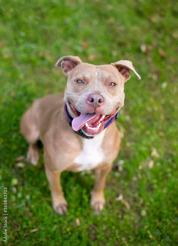 A happy Pit Bull Terrier mixed breed dog sitting in the grass and looking up at the camera