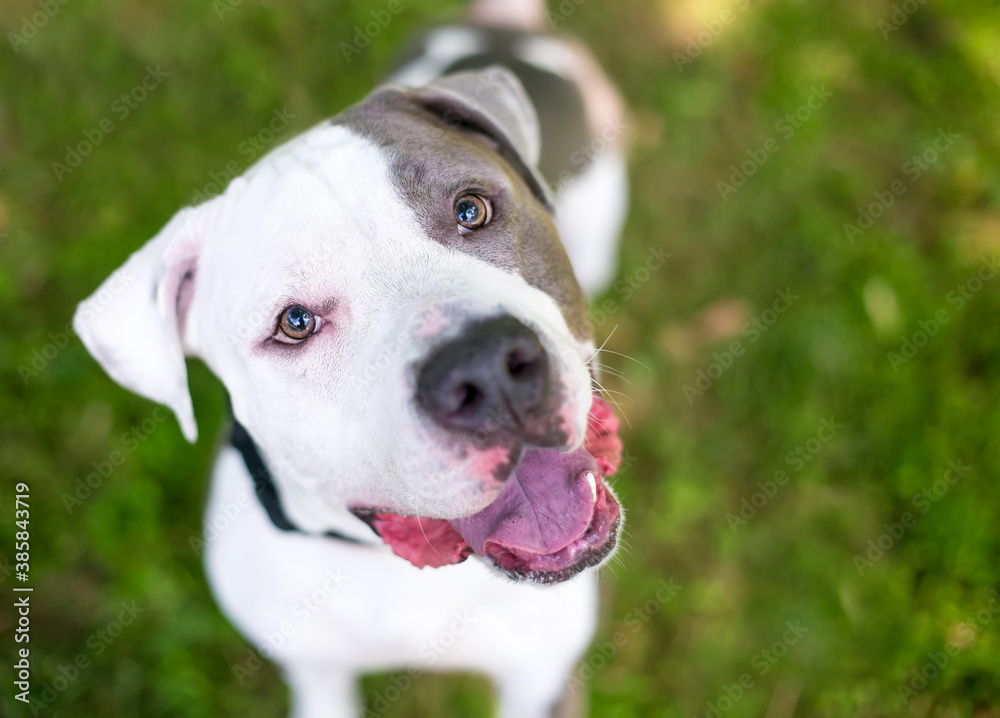 A happy gray and white Pit Bull Terrier mixed breed dog looking up at the camera with a head tilt