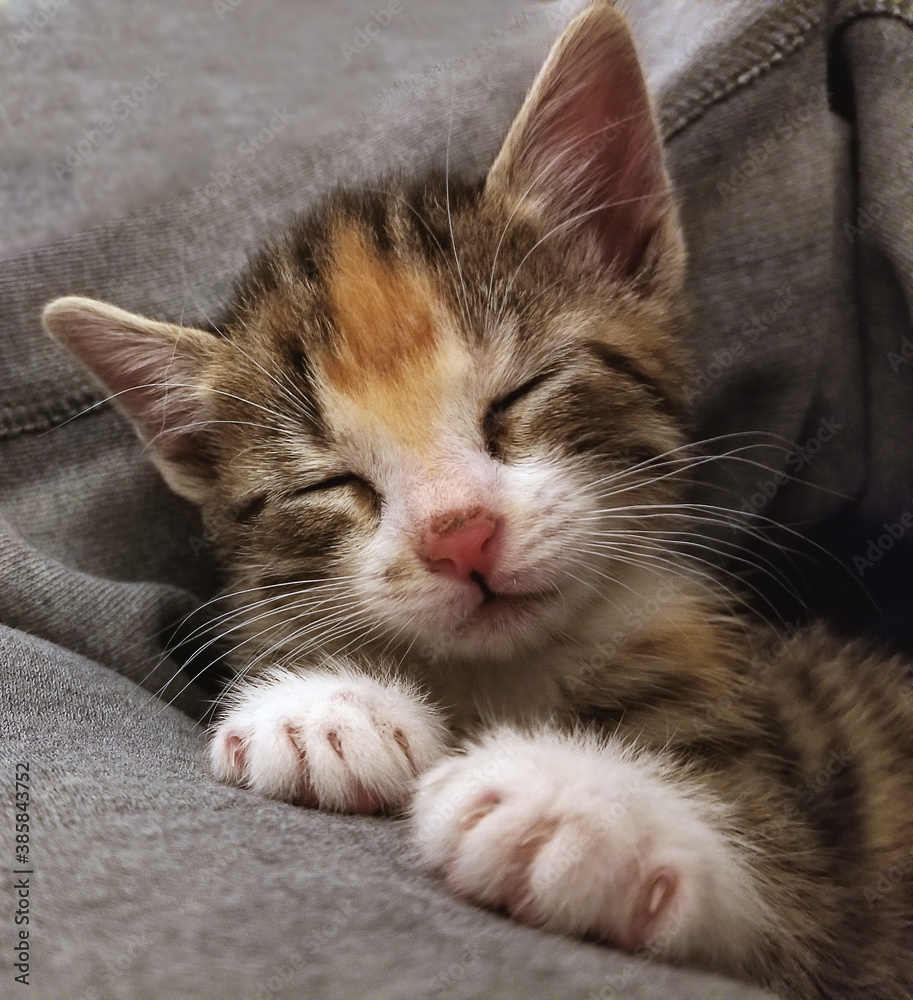 close-up of a kitten sleeping