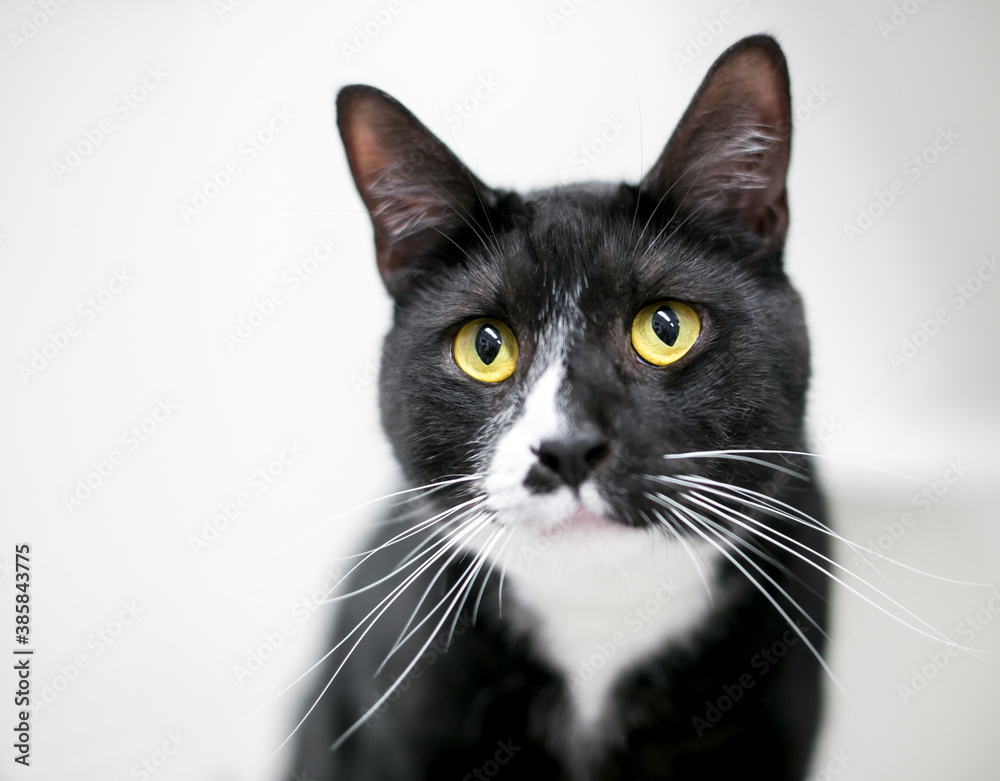 A black and white Tuxedo shorthair cat with yellow eyes and long whiskers A black and white Tuxedo shorthair cat with yellow eyes and long whiskers