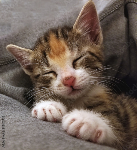 close-up of a kitten sleeping