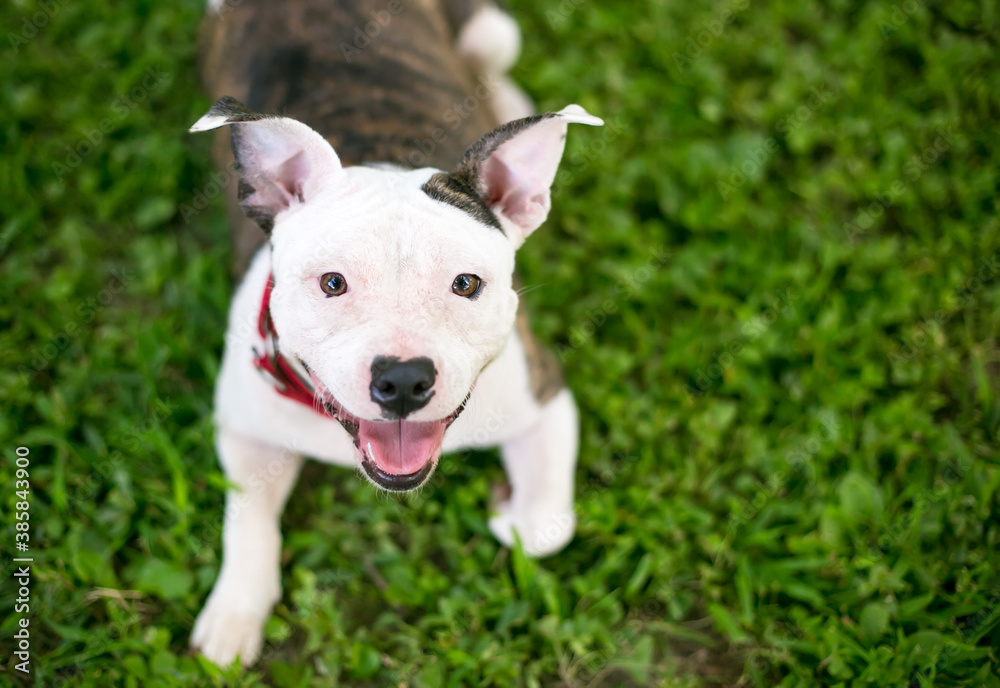 A happy young Pit Bull Terrier mixed breed dog with brindle and white markings, lying in the grass and looking up at the camera