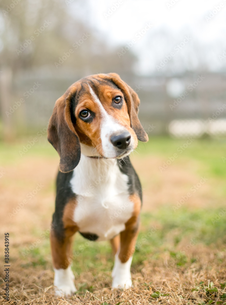 A tricolor Beagle dog standing outdoors and looking at the camera with a head tilt