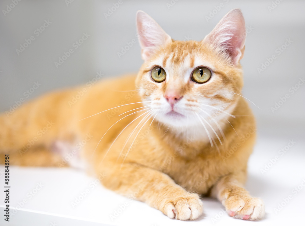 An orange tabby domestic shorthair cat lying down