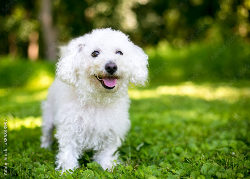 A fuzzy white Bichon Frise dog standing outdoors with a happy expression