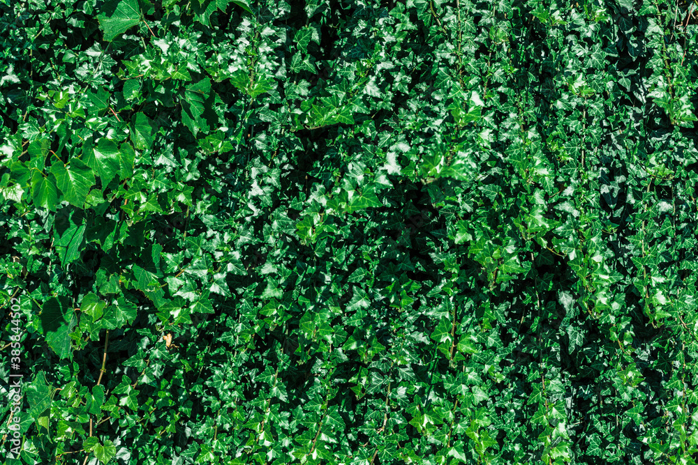 Wall made of green ivy leaves.