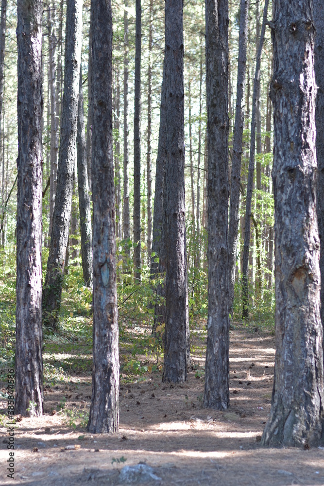 Pine trees in the forest, glade Pine trees in the forest, glade