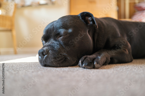 Sleeping Staffordshire Bull Terrier dog lying on a carpet in the sunlight