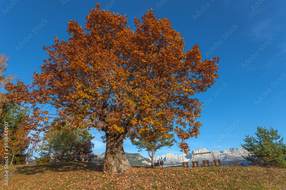 Beautiful autumn colored oak tree with dolomitic Catinaccio - Rosengarten peaks in the background, Tires Valley, South Tyrol, Italy. Concept: autumn landscape in the Dolomites