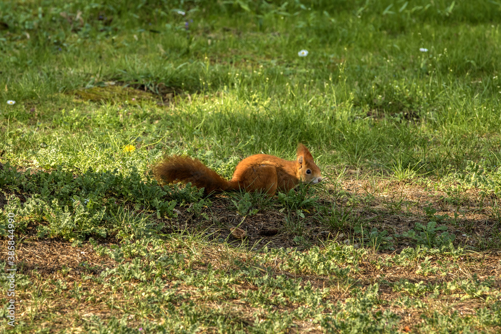 eichhörnchen im garten eichhörnchen im garten
