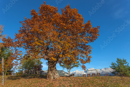 Beautiful autumn colored oak tree with dolomitic Catinaccio - Rosengarten peaks in the background, Tires Valley, South Tyrol, Italy. Concept: autumn landscape in the Dolomites