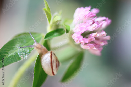 ムラサキツメクサの花とカタツムリ