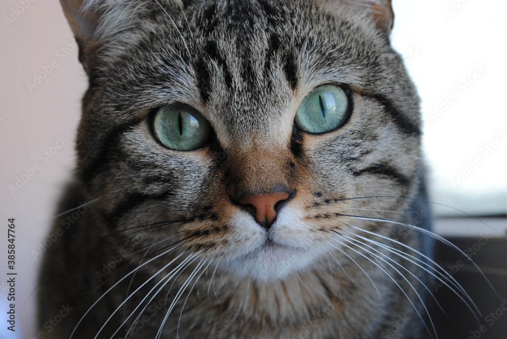 cat cat