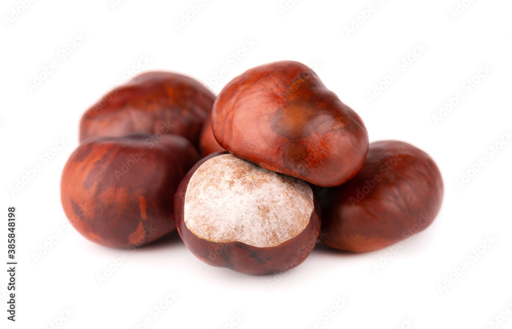 Horse chestnuts fruits, isolated on white background. Aesculus hippocastanum. Horse chestnuts fruits, isolated on white background. Aesculus hippocastanum.