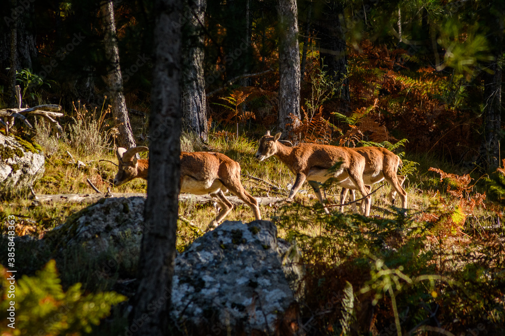 Fototapeta premium Groupe de mouflons