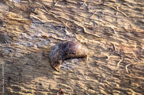 Eine braune Nacktschnecke auf einem Stück Holz. photo