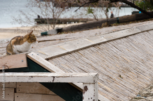 cat on the fence
