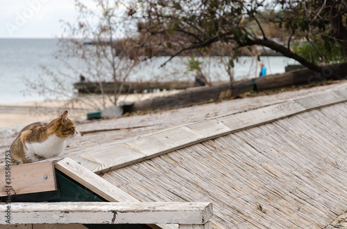 sparrow on the fence