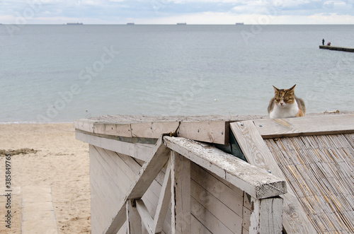 cat on the pier
