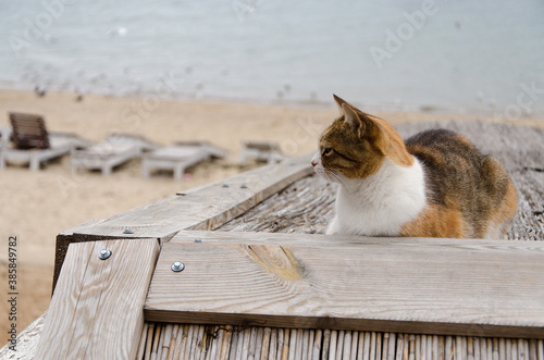 cat on the beach