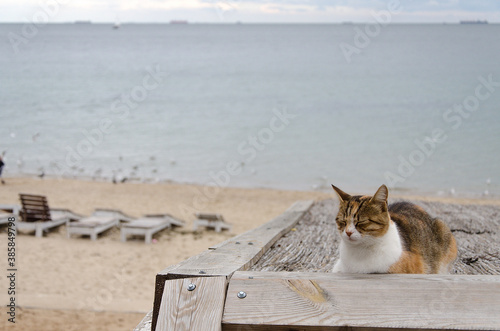 cat on the beach