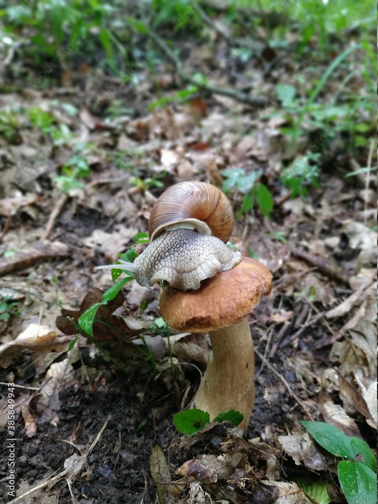 mushroom in the forest