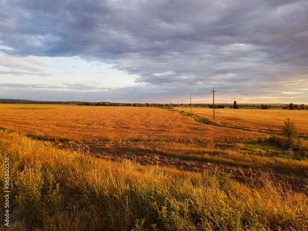 orange field after harvesting wheat and gray sky at sunset