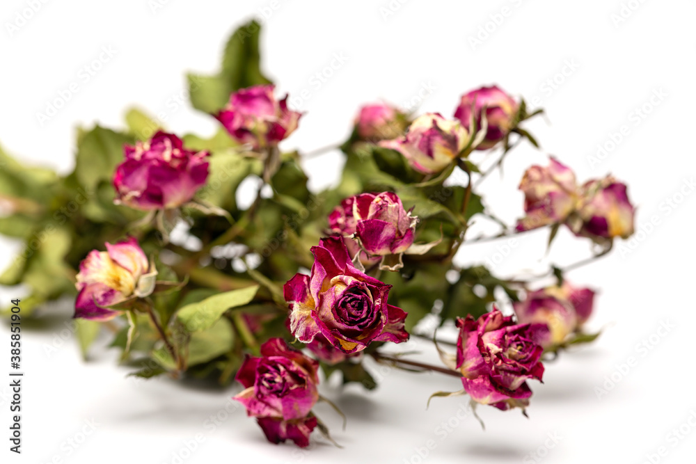 Bouquet of withered red roses