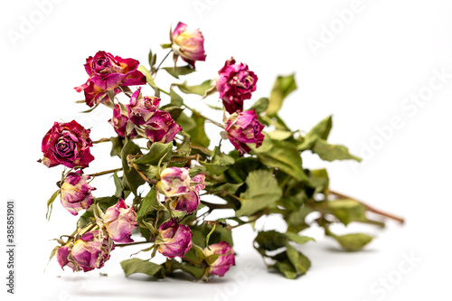 Bouquet of withered red roses