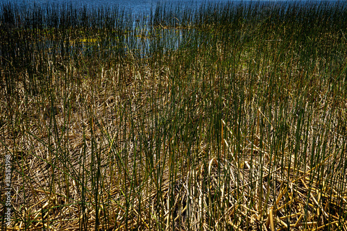 These are the very tall grasses found on the shoreline of Upper lake Mary near Flagstaff, Arizona.