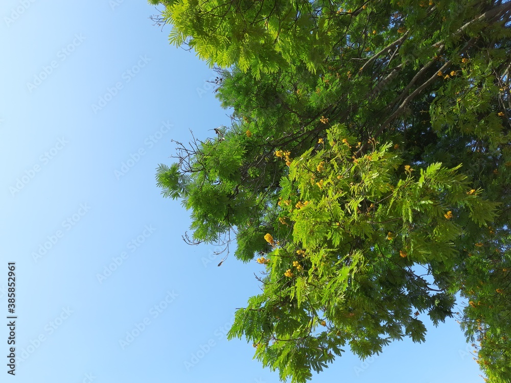 Fototapeta premium green leaves against blue sky