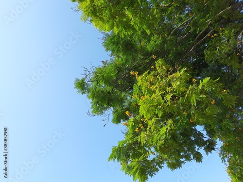 green leaves against blue sky