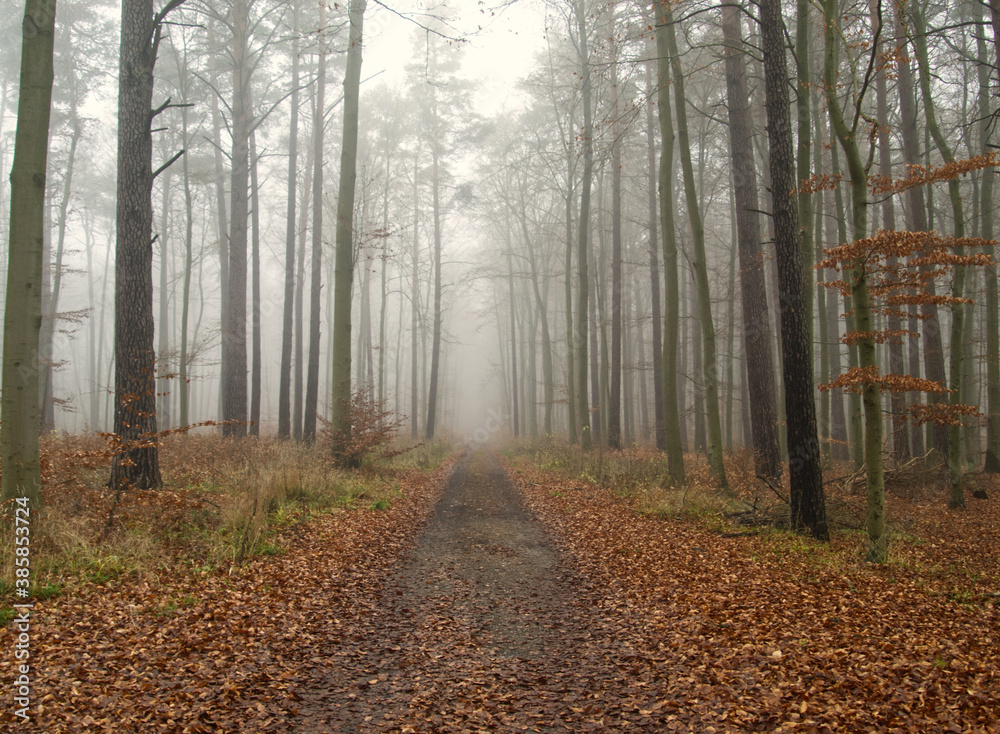 Fototapeta premium Foggy forest landscape. Trees without foliage in the fog. Mystic trees under milky sky in the winter. Silent atmosphere. Germany, Brandenburg.