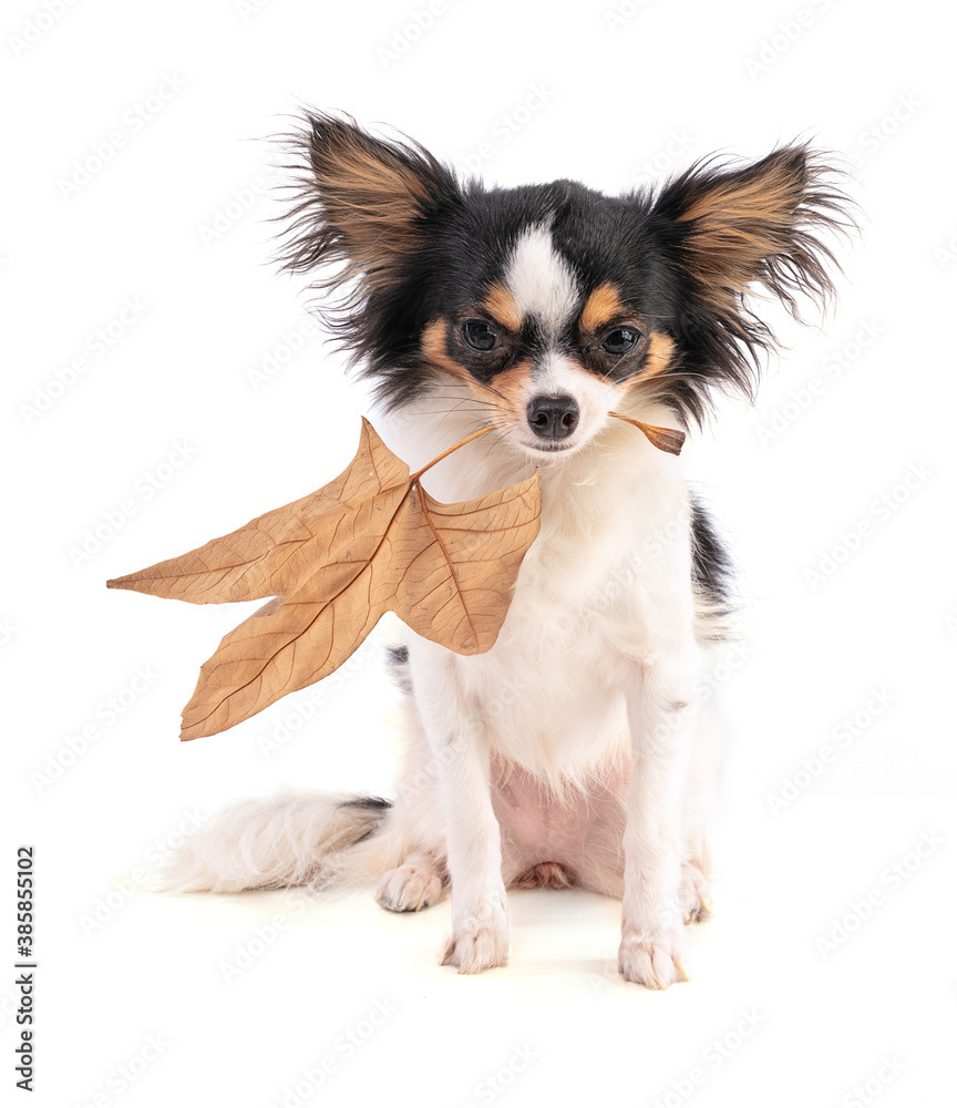 Chihuahua with a sheet