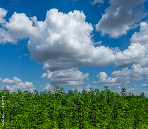 Agricultural hemp field against blue cloudy sky © smiltena