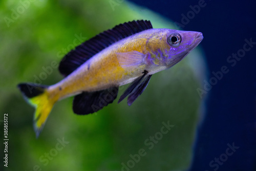 Cyprichromis microlepidotus, Lake Tanganyika cichlid in the aquarium. 
