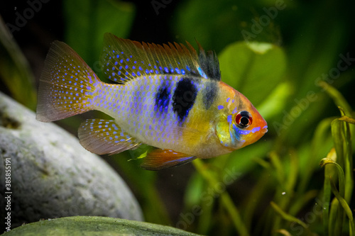 Mikrogeophagus ramirezi, the german ram, in the aquarium. 