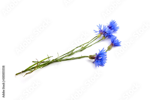 Fresh cornflower bunch isolated on white background