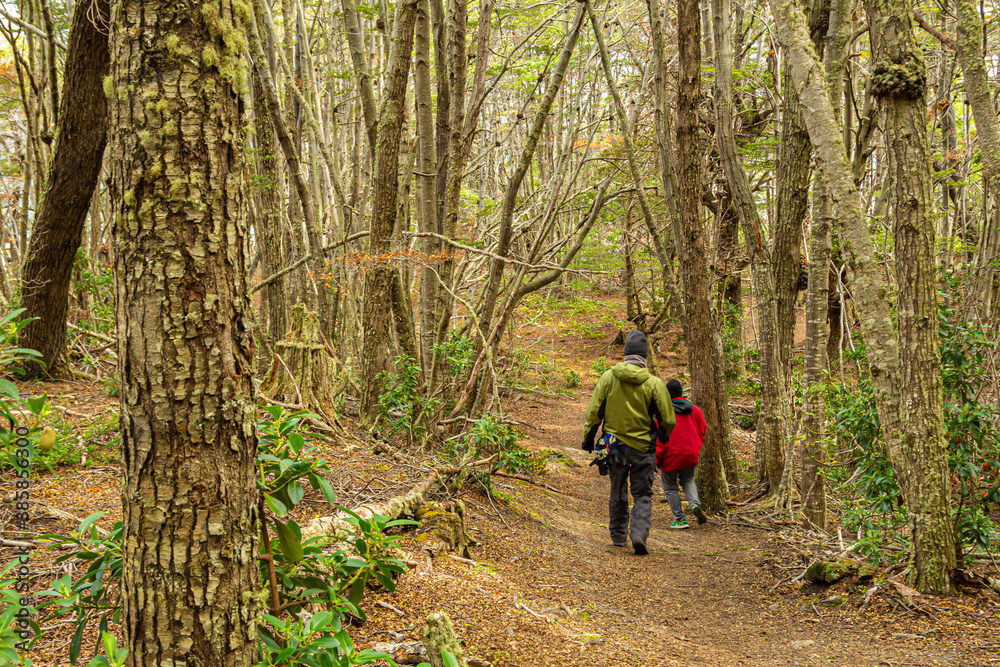 duas pessoas caminhando pela trilha no meio da floresta 