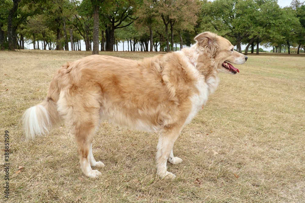 Mixed breed collie dog out in the country Mixed breed collie dog out in the country