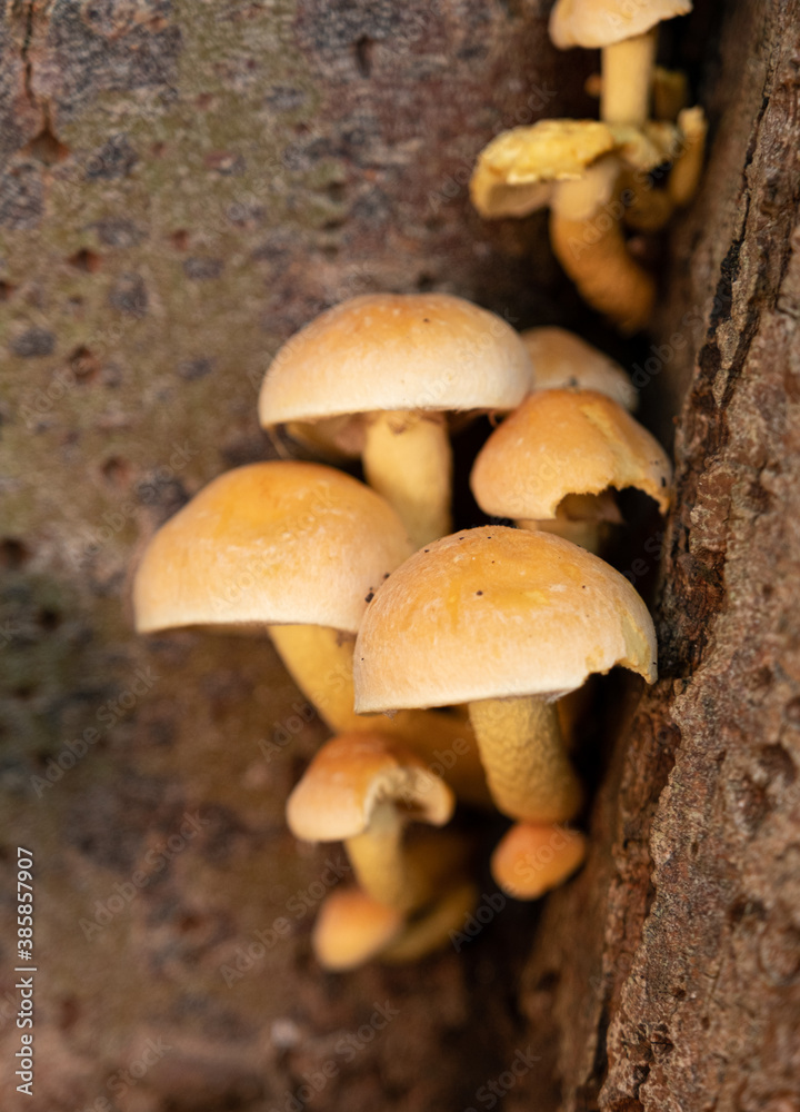 on tree trunk grow small yellow tree fungi next to and above each other on tree trunk grow small yellow tree fungi next to and above each other