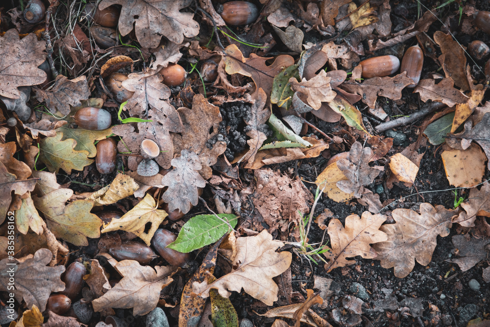 on the ground lies colorful autumn leaves on the ground lies colorful autumn leaves