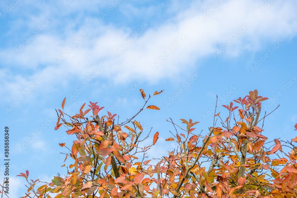 in the garden there is a tree with colorful autumn leaves on its branches and the sky is blue