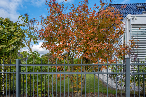 Wallpaper Mural in the garden there is a tree with colorful autumn leaves on its branches and the sky is blue Torontodigital.ca
