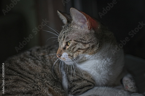 portrait of a cat © Francesco