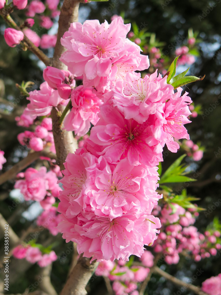 Beautiful picture of cherry blossom flowers, in Beijing, China Beautiful picture of cherry blossom flowers, in Beijing, China
