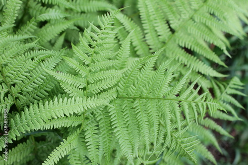 Fern leaves